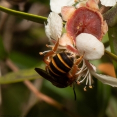 Lasioglossum (Chilalictus) bicingulatum (Halictid Bee) at Acton, ACT - 5 Apr 2022 by Roger