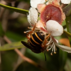 Lasioglossum (Chilalictus) bicingulatum at Acton, ACT - 5 Apr 2022