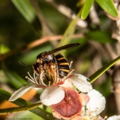 Lasioglossum (Chilalictus) bicingulatum at Acton, ACT - 5 Apr 2022