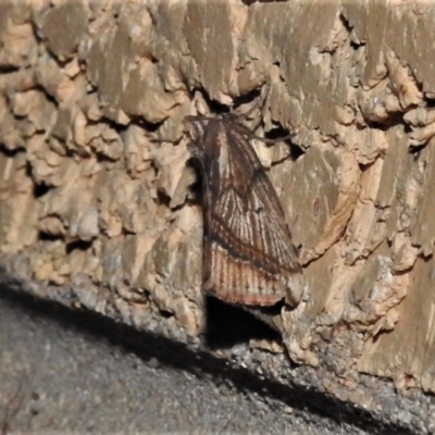 Lophotoma diagrapha (Double-line Snout Moth) at Wanniassa, ACT - 5 Apr 2022 by JohnBundock