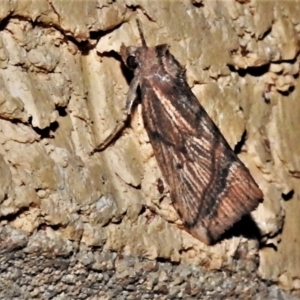 Lophotoma diagrapha at Wanniassa, ACT - 5 Apr 2022