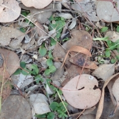 Pterostylis pedunculata (Maroonhood) at Aranda Bushland - 4 Apr 2022 by CathB