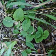 Pterostylis nutans (Nodding Greenhood) at Aranda Bushland - 4 Apr 2022 by CathB