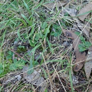 Pterostylis nutans at Point 4598 - suppressed