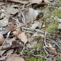 Caleana minor (Small Duck Orchid) at Aranda Bushland - 4 Apr 2022 by CathB