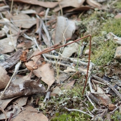 Caleana minor (Small Duck Orchid) at Aranda Bushland - 4 Apr 2022 by CathB