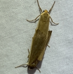 Palaeosia undescribed species at Jerrabomberra, NSW - 6 Apr 2022 by SteveBorkowskis