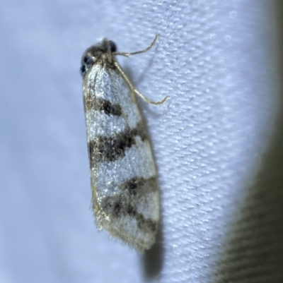 Lepidoscia characota (Lepidoscia characota) at QPRC LGA - 5 Apr 2022 by SteveBorkowskis