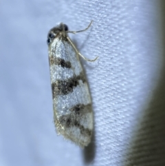 Fuscicepsana fuscicepsana (A Tortricid moth) at Jerrabomberra, NSW - 5 Apr 2022 by Steve_Bok