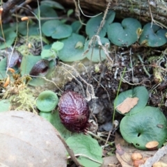 Corysanthes hispida (Bristly Helmet Orchid) at Aranda, ACT - 4 Apr 2022 by CathB