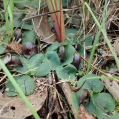 Corysanthes hispida at Point 4081 - suppressed