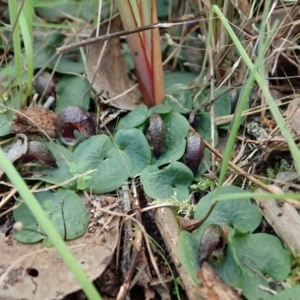 Corysanthes hispida at Point 4081 - suppressed