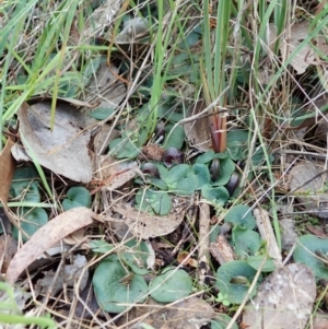 Corysanthes hispida at Undefined Area - suppressed