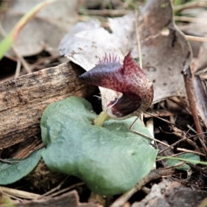 Corysanthes hispida at Point 4081 - suppressed