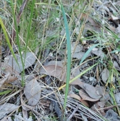 Lyperanthus suaveolens (Brown Beaks) at Aranda Bushland - 4 Apr 2022 by CathB