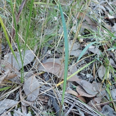 Lyperanthus suaveolens (Brown Beaks) at Aranda Bushland - 4 Apr 2022 by CathB