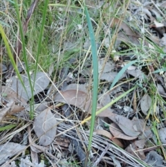 Lyperanthus suaveolens (Brown Beaks) at Aranda, ACT - 4 Apr 2022 by CathB