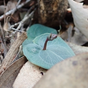 Acianthus collinus at Aranda, ACT - 4 Apr 2022