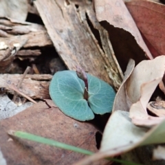 Acianthus collinus at Aranda, ACT - 4 Apr 2022