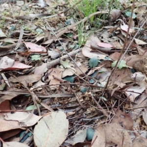 Acianthus collinus at Aranda, ACT - 4 Apr 2022