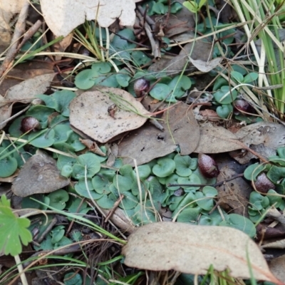 Corysanthes hispida (Bristly Helmet Orchid) at Aranda Bushland - 5 Apr 2022 by CathB