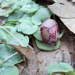 Corysanthes hispida at Aranda, ACT - 5 Apr 2022