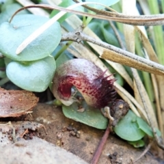 Corysanthes hispida at Aranda, ACT - 5 Apr 2022