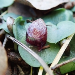 Corysanthes hispida at Aranda, ACT - 5 Apr 2022