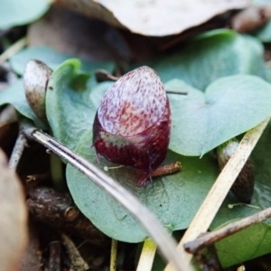 Corysanthes hispida at Aranda, ACT - 5 Apr 2022