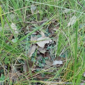 Corysanthes hispida at Aranda, ACT - suppressed