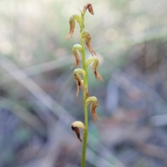 Corunastylis clivicola (Rufous midge orchid) at Aranda Bushland - 5 Apr 2022 by CathB