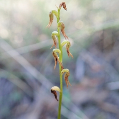 Corunastylis clivicola (Rufous midge orchid) at Aranda Bushland - 5 Apr 2022 by CathB