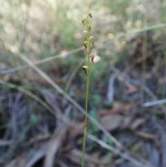 Corunastylis clivicola at Aranda, ACT - 5 Apr 2022
