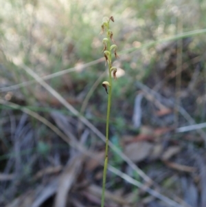 Corunastylis clivicola at Aranda, ACT - 5 Apr 2022