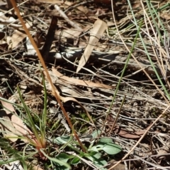 Speculantha rubescens (Blushing Tiny Greenhood) at Aranda Bushland - 5 Apr 2022 by CathB