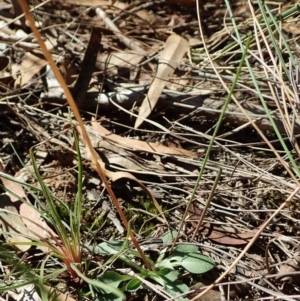 Speculantha rubescens at Aranda, ACT - 5 Apr 2022