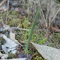 Thelymitra nuda (Scented Sun Orchid) at Molonglo Valley, ACT - 4 Apr 2022 by CathB