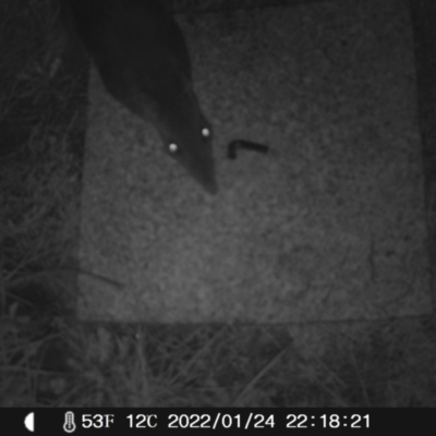 Perameles nasuta (Long-nosed Bandicoot) at Booth, ACT - 24 Jan 2022 by heatherb1997