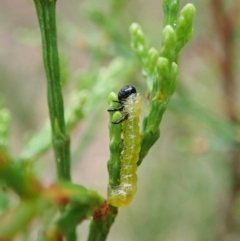 Zenarge turneri (Cypress pine sawfly) at Aranda Bushland - 5 Apr 2022 by CathB