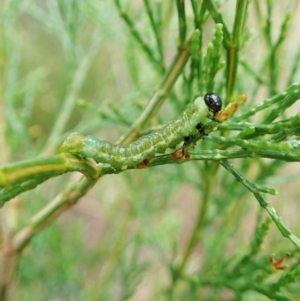 Zenarge turneri at Aranda, ACT - 5 Apr 2022