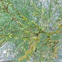 Zenarge turneri at Aranda, ACT - 5 Apr 2022