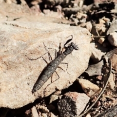 Bolbe nigra (Black Ground Mantid) at Aranda Bushland - 5 Apr 2022 by CathB