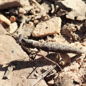 Bolbe nigra at Aranda, ACT - 5 Apr 2022