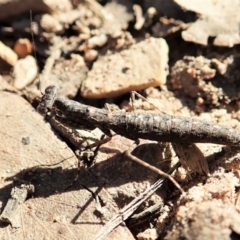 Bolbe nigra at Aranda, ACT - 5 Apr 2022