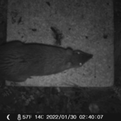 Perameles nasuta (Long-nosed Bandicoot) at Namadgi National Park - 29 Jan 2022 by heatherb1997