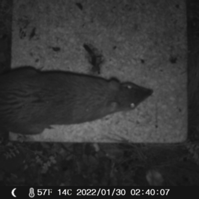 Perameles nasuta (Long-nosed Bandicoot) at Booth, ACT - 30 Jan 2022 by heatherb1997