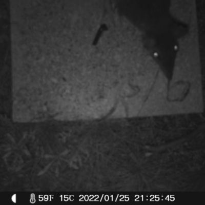 Perameles nasuta (Long-nosed Bandicoot) at Namadgi National Park - 25 Jan 2022 by heatherb1997