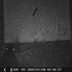 Perameles nasuta (Long-nosed Bandicoot) at Namadgi National Park - 27 Jan 2022 by heatherb1997