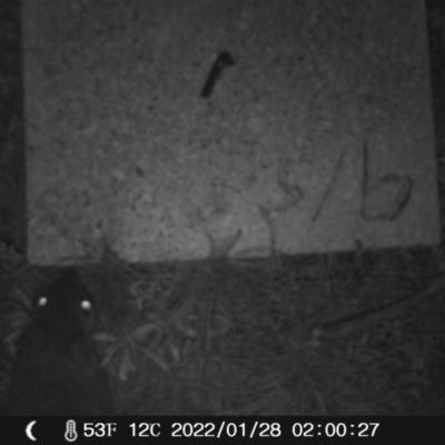 Perameles nasuta (Long-nosed Bandicoot) at Booth, ACT - 28 Jan 2022 by heatherb1997