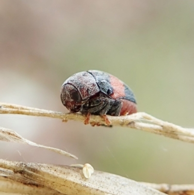Elaphodes sp. (genus) (Leaf beetle) at Point 4150 - 2 Apr 2022 by CathB